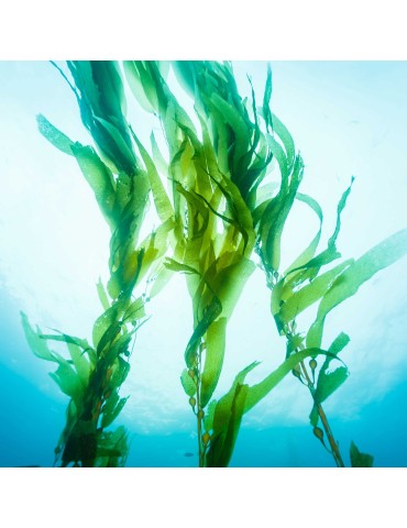 Gel de massage Nuru MixGliss Algues 150ml 2