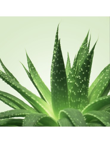 Gel de massage Nuru MixGliss Aloe Vera 150ml 2